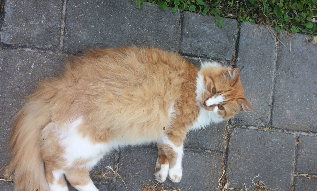 Lessons From a Feral Cat…